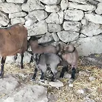 Le Grotte Di Sileno Farmház Castellaneta