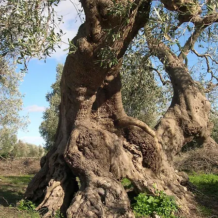 Le Grotte Di Sileno